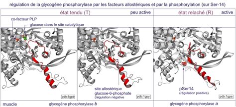 Perturbation de l homéostasie cellulaire exemple classique de l