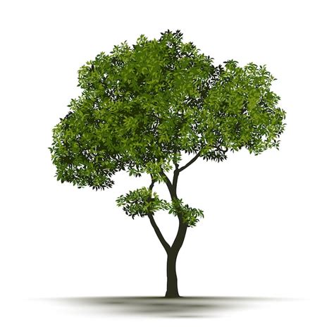 Ilustración Realista Árbol Aislado Vector Premium