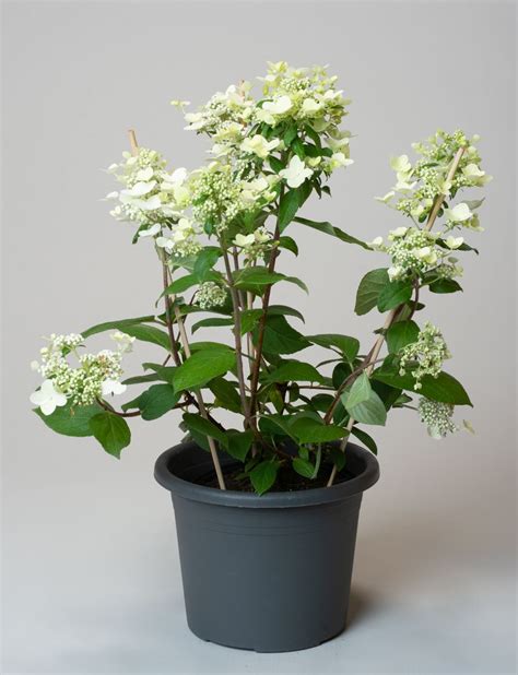 Rispenhortensie Wims Red Hydrangea Paniculata Wims Red G Nstig Kaufen