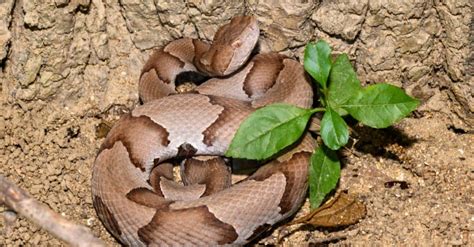 Khám phá thời điểm Florida Copperheads hoạt động tích cực nhất