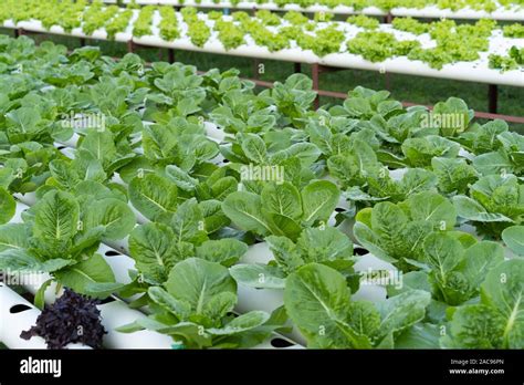 Cultivo Hidrop Nico De Lechuga Romaine Cos Fotograf A De Stock Alamy