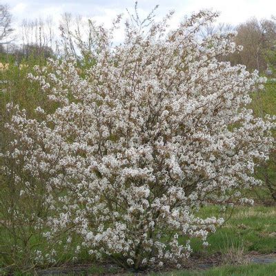 Amelanchier Canadensis Vente Amelanchier Du Canada Racines Nues