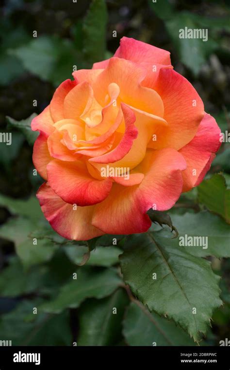 Hybrid rose flower (Rosa Stock Photo - Alamy