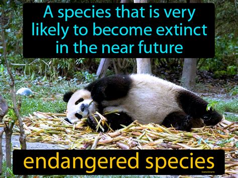 Endangered Species Definition & Image | Flippy Flashcards