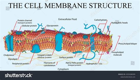 Cell Membrane Structure Vector File Stock Vector (Royalty Free ...