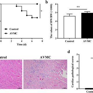 Mouse Model Of Avmc Male Balb C Mice Were Infected With Cvb On Day