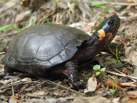 NJDEP| Fish & Wildlife | Bog Turtle Project