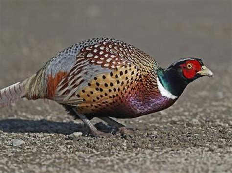 Male Pheasant