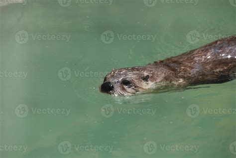 River Otter Swimming Along the Surface of the Water 11897221 Stock ...