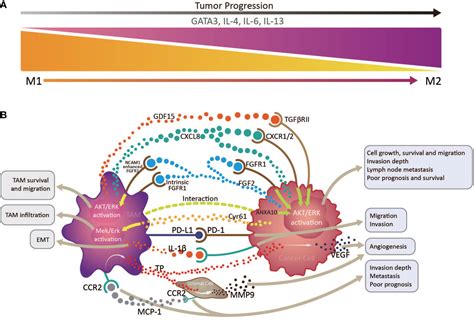 Frontiers Innate Immune Cells In The Esophageal Tumor Microenvironment