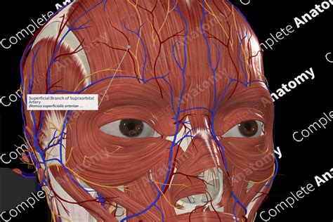 Superficial Branch of Supraorbital Artery | Complete Anatomy