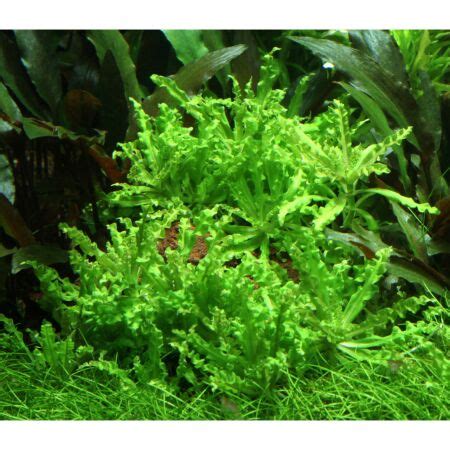 Pogostemon Helferi Grow Tropica H Tc In Vitro