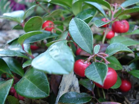 Dizzy's Wanderings & Wonderings: Wondering About Teaberry