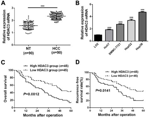 Upregulated HDAC3 In HCC Indicates Poor Prognosis A RT QPCR Analysis