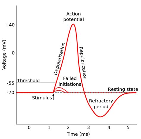 neuroscience - What activation function does the human brain use ...