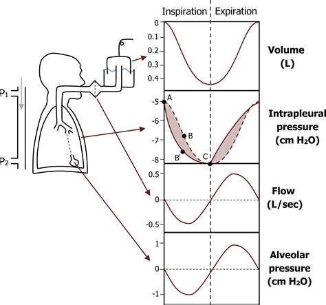 Intrapleural Pressure Cycle