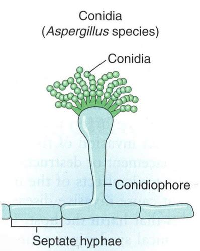 Mycology Flashcards Quizlet