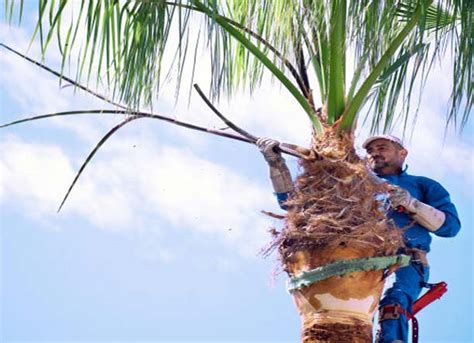 Palm Tree Trimming For Gorgeous And Well-Maintained Palms