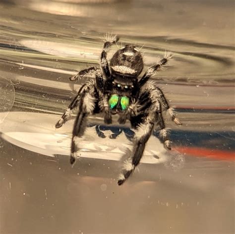 Phidippus regius Skakun Królewski duży samiec Wrocław Kup teraz na