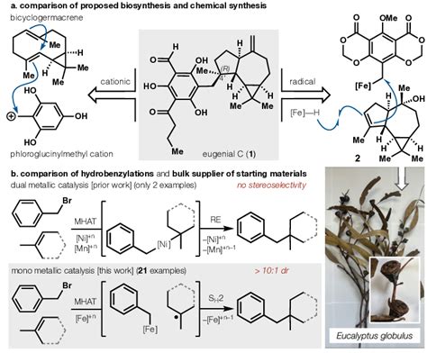 Overview. a. Proposed biosynthesis versus proposed chemical synthesis ...