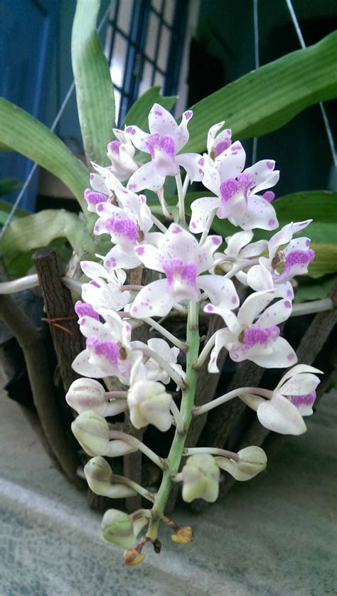 Lan Ngọc điểm Rhynchostylis Gigantea