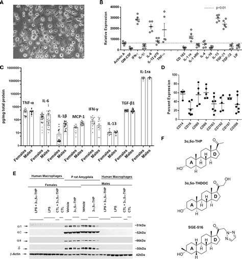 Frontiers Inhibition Of Human Macrophage Activation Via Pregnane