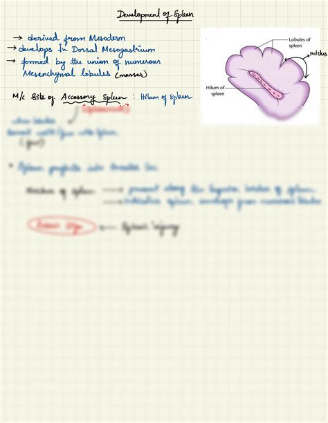 Solution Embryology And Development Of Spleen Studypool