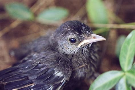 Fledgling Grey Catbird Stock Photo Download Image Now Animal