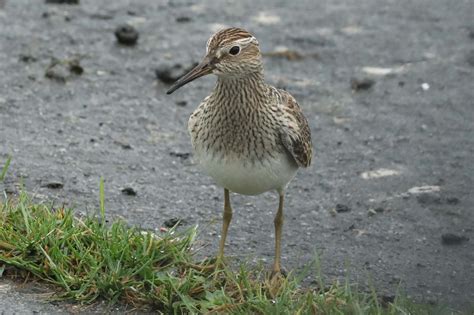 Tuesday 19th September 2023 Cornwall Birds CBWPS