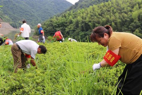 霍山县单龙寺镇：“闲”资源变“活”资产 赋能乡村振兴中国网