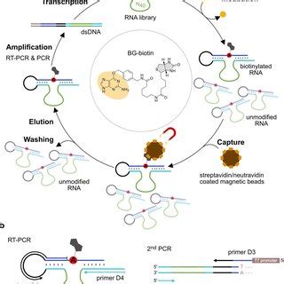 In Vitro Selection Of Methyltransferase Ribozymes A In Vitro Selection