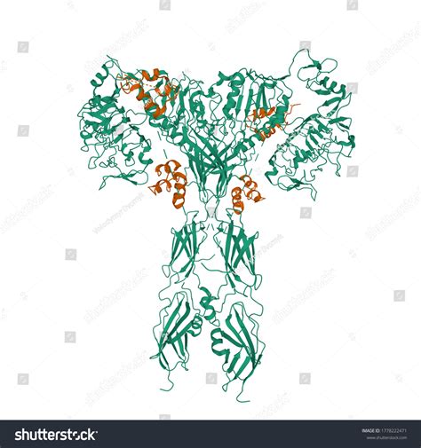 Structure Fulllength Insulin Receptor Green Bound Stock Illustration 1778222471 | Shutterstock