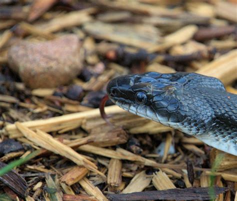 Western Ratsnake (Pantherophis obsoletus) [Southcentral Missouri] : r ...