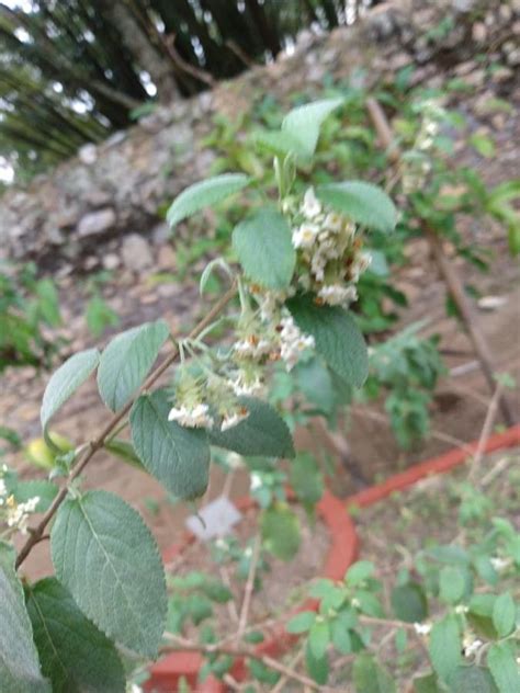 How To Grow Lippia Origanoides Earthone