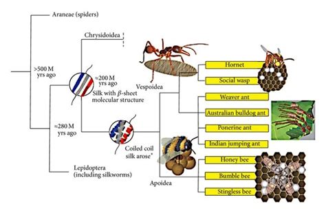 Schematic Showing Approximate Evolutionary Relationship Of Spiders