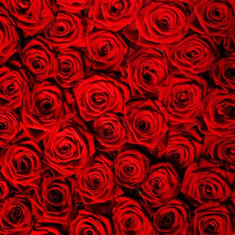 Roses Backdrop | ubicaciondepersonas.cdmx.gob.mx