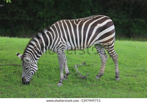 Zebra Natural Habitat Stock Photo 1347449711 | Shutterstock