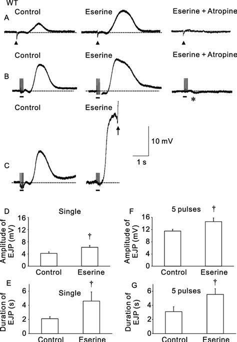 Cholinergic Nerve Mediated Excitatory Junction Potentials Ejps