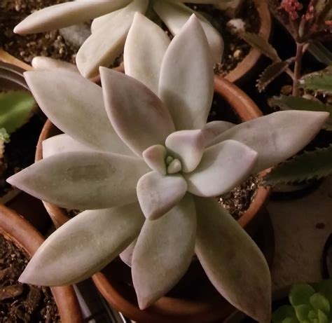 7 Propagation Leaves Leaf Graptopetalum Paraguayense Cute Etsy