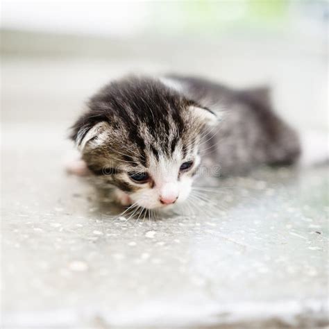 Stray kitten stock photo. Image of fence, protection - 46968522