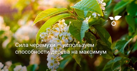 Сила черемухи — используем способности дерева на максимум. Фото — Ботаничка