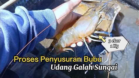 Angkat Bubu Udang Galah Alhamdulillah Dapat Banyak Youtube