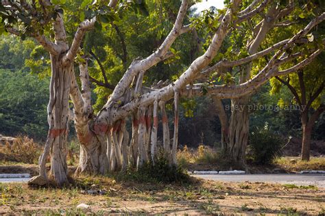 Karachi University Trip Tree Road Trip