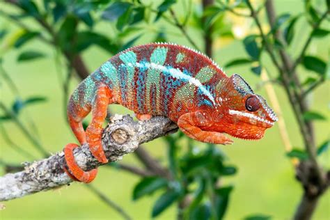 Adult Male Ambilobe Panther Chameleon Furcifer Pardalis Stock Image