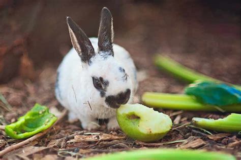 Alimentos Que Pueden Ser Peligrosos Para Los Conejos