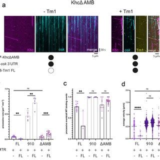 The Khc AMB Domain Mediates Tm1 Inhibition Of Khc A Example Kymographs