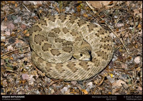 Crotalus-scutulatus-0410 - Rattlesnake Solutions