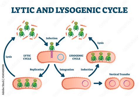 Lysogenic Cycle Labeled