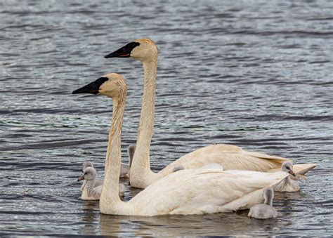 The Recovery Of Trumpeter Swans In Alberta Nature Alberta