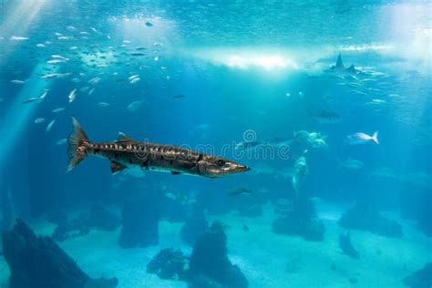 Barracuda Adult in Ocean Habitat, Single Fish Stock Photo - Image of ...